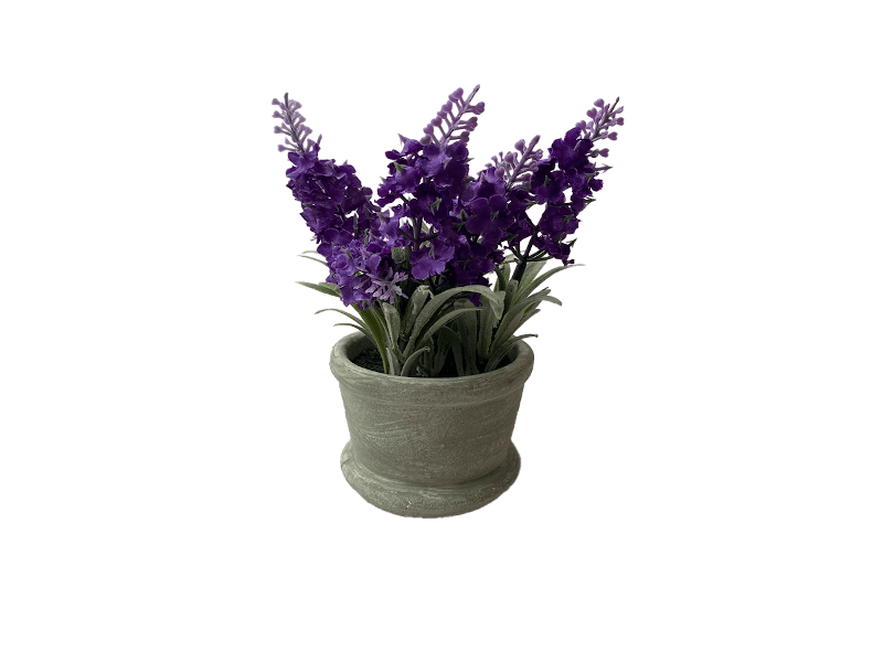 Maceta Lavanda Morada